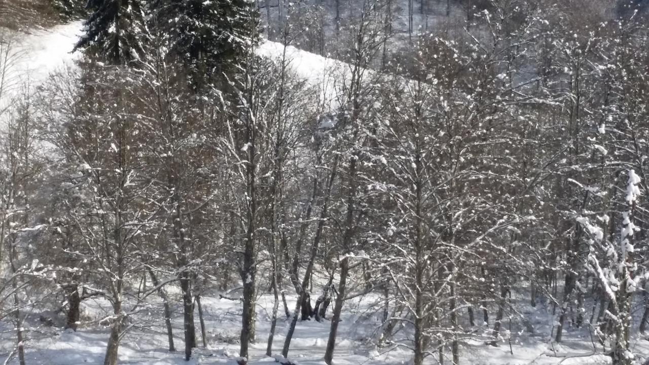 Cabana Barlogul Lupilor Berevoesti Exterior foto